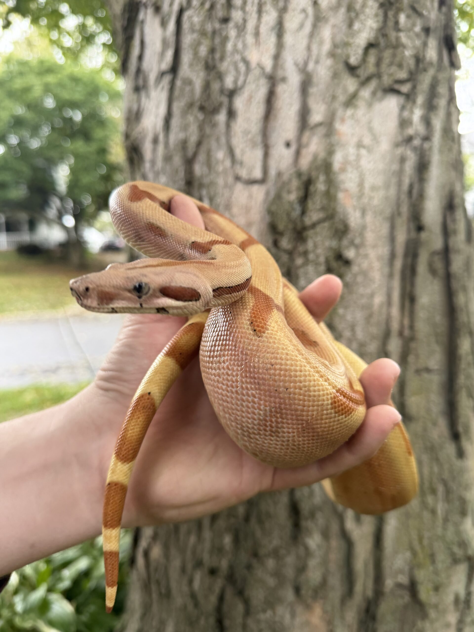 NICE Hypo Boa, photo 2