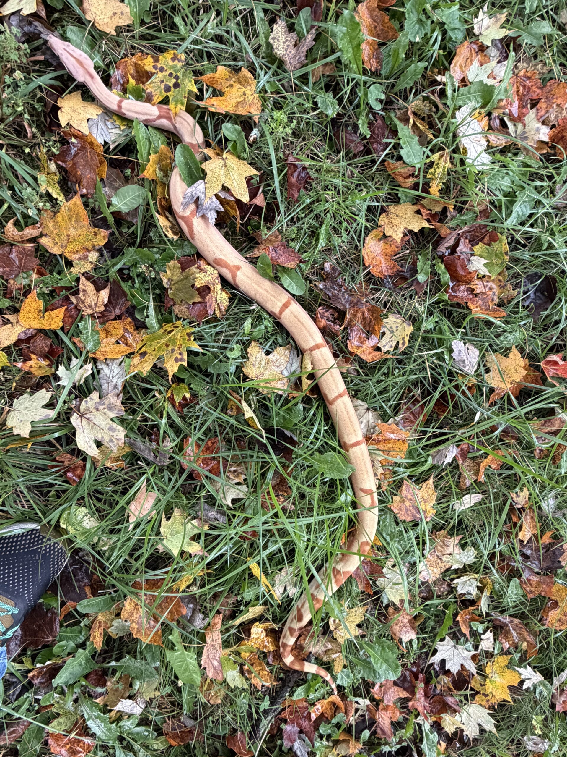 NICE Hypo Boa, photo 3