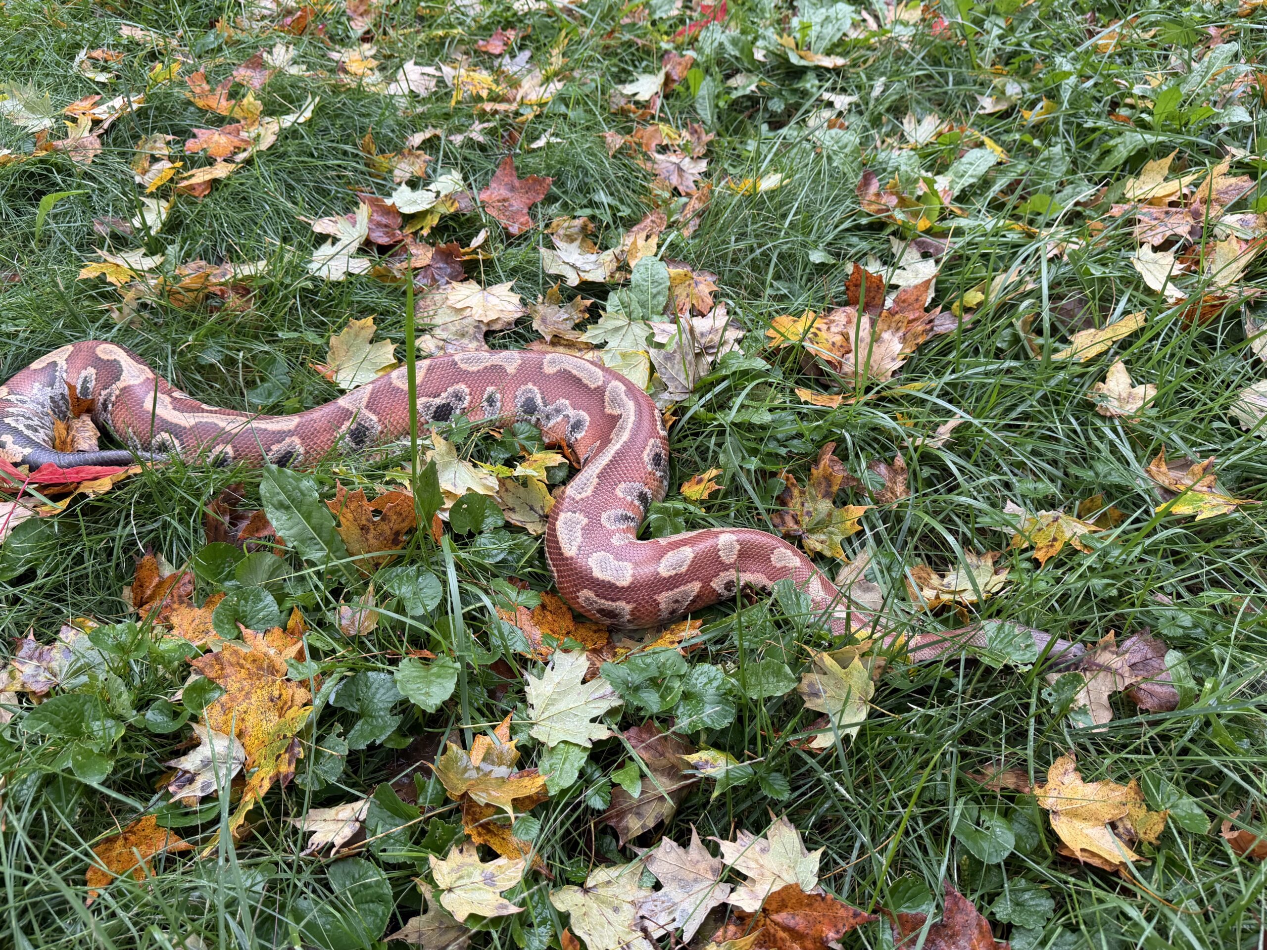Adult Female Red Blood Python, photo 6
