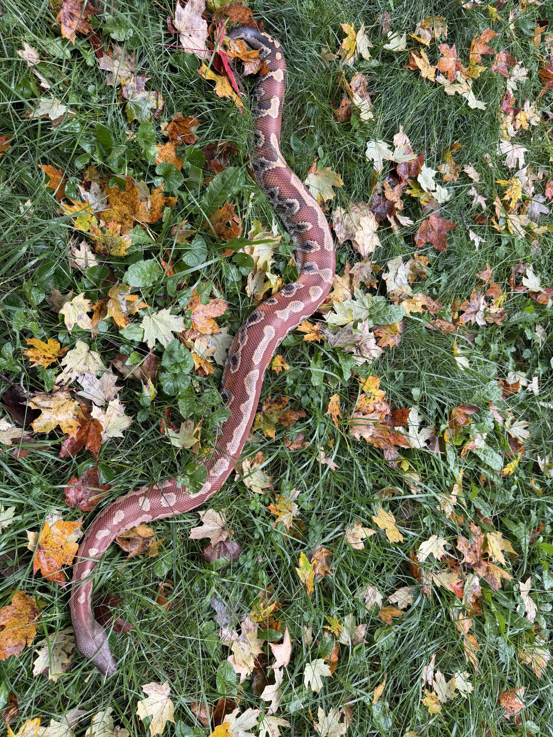 Adult Female Red Blood Python, photo 5