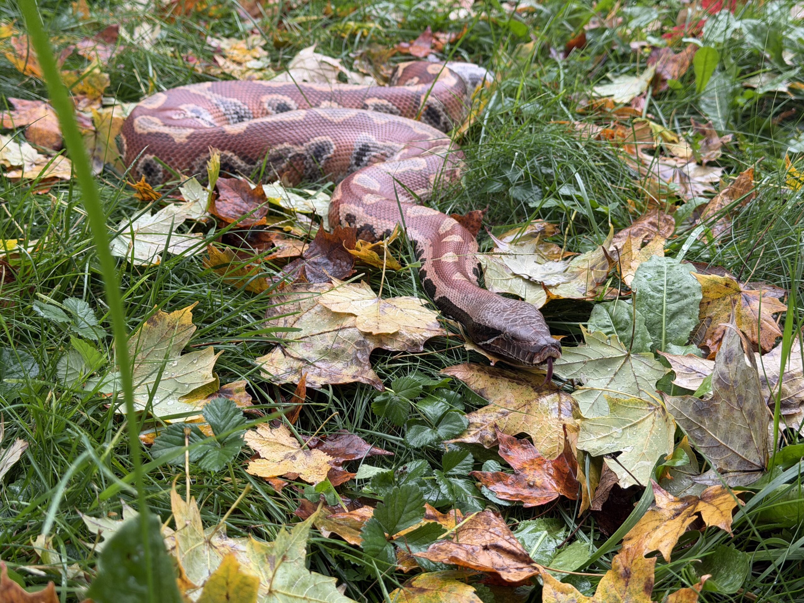 Adult Female Red Blood Python