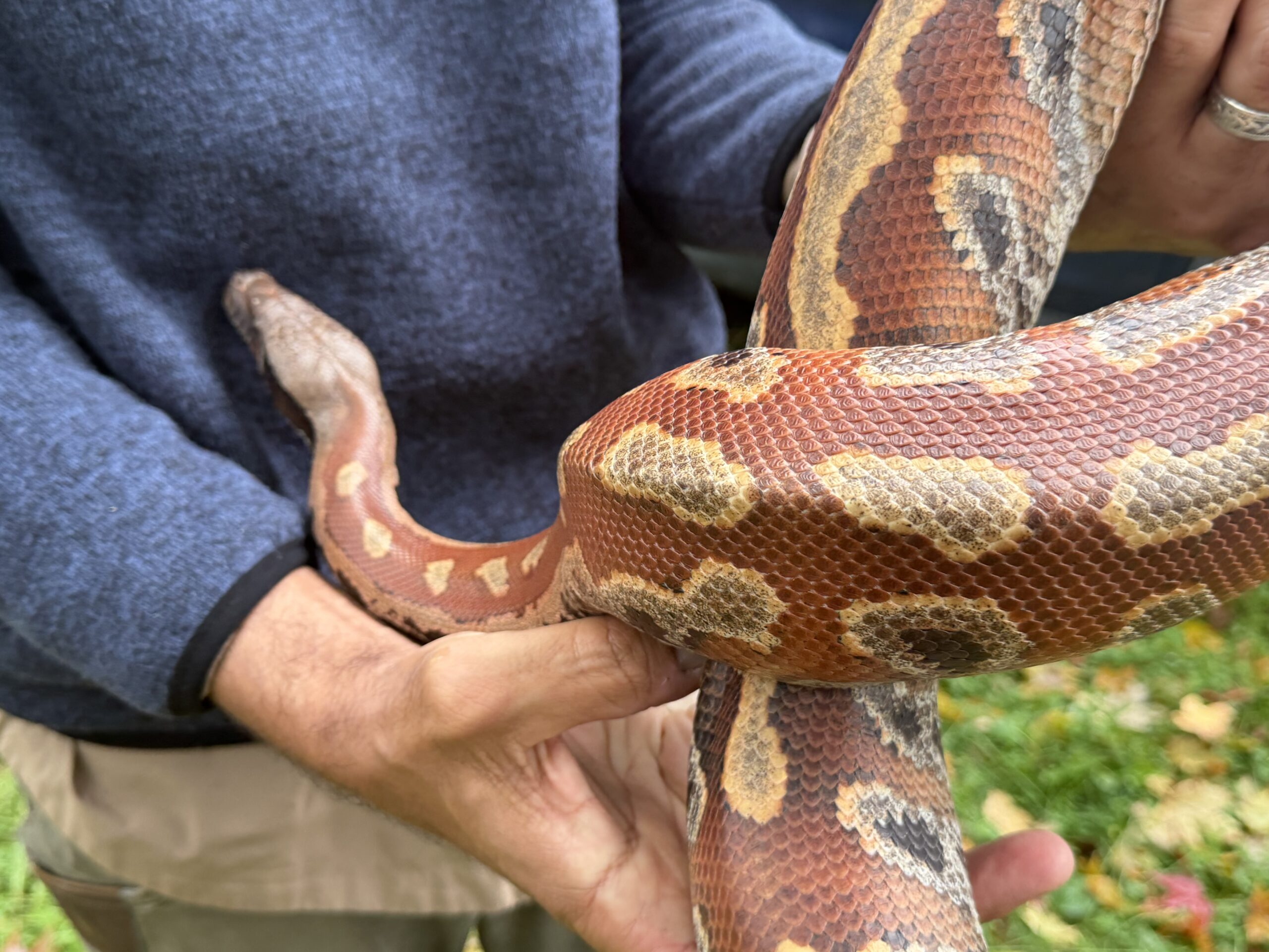 Adult Female Red Blood Python, photo 2