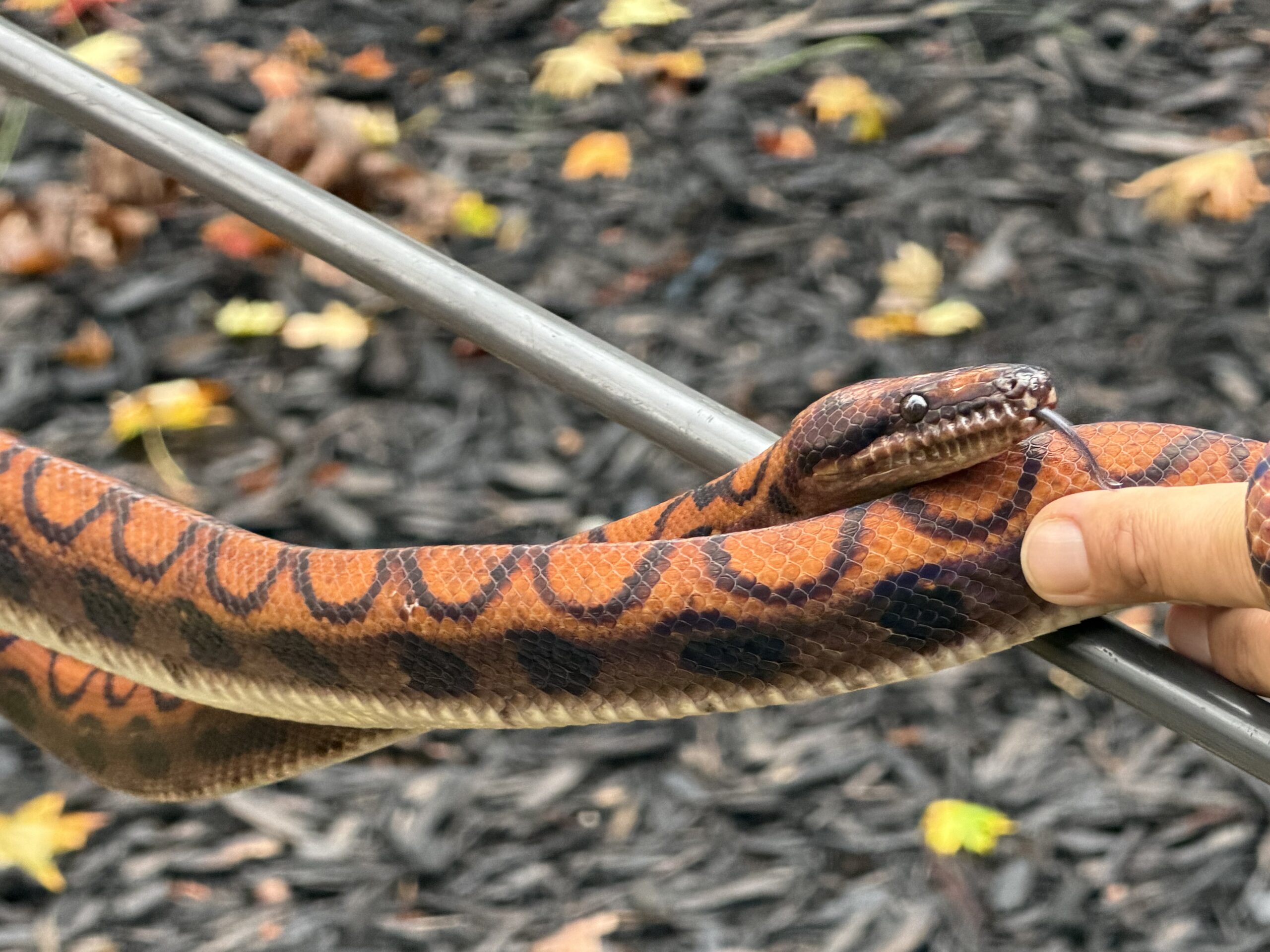 Breeder Pair High Red Brazilian Rainbow Boas, photo 4