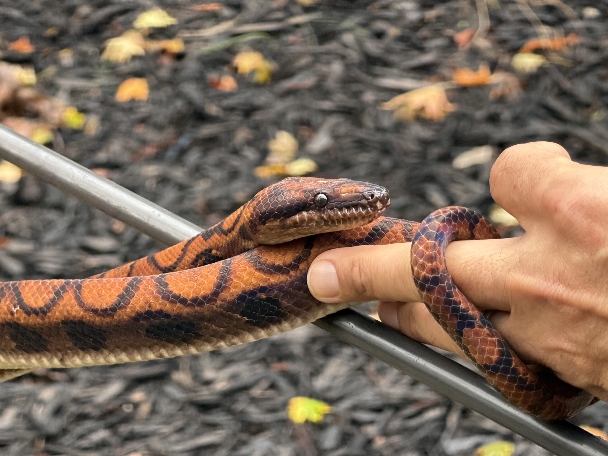 Breeder Pair High Red Brazilian Rainbow Boas, photo 5