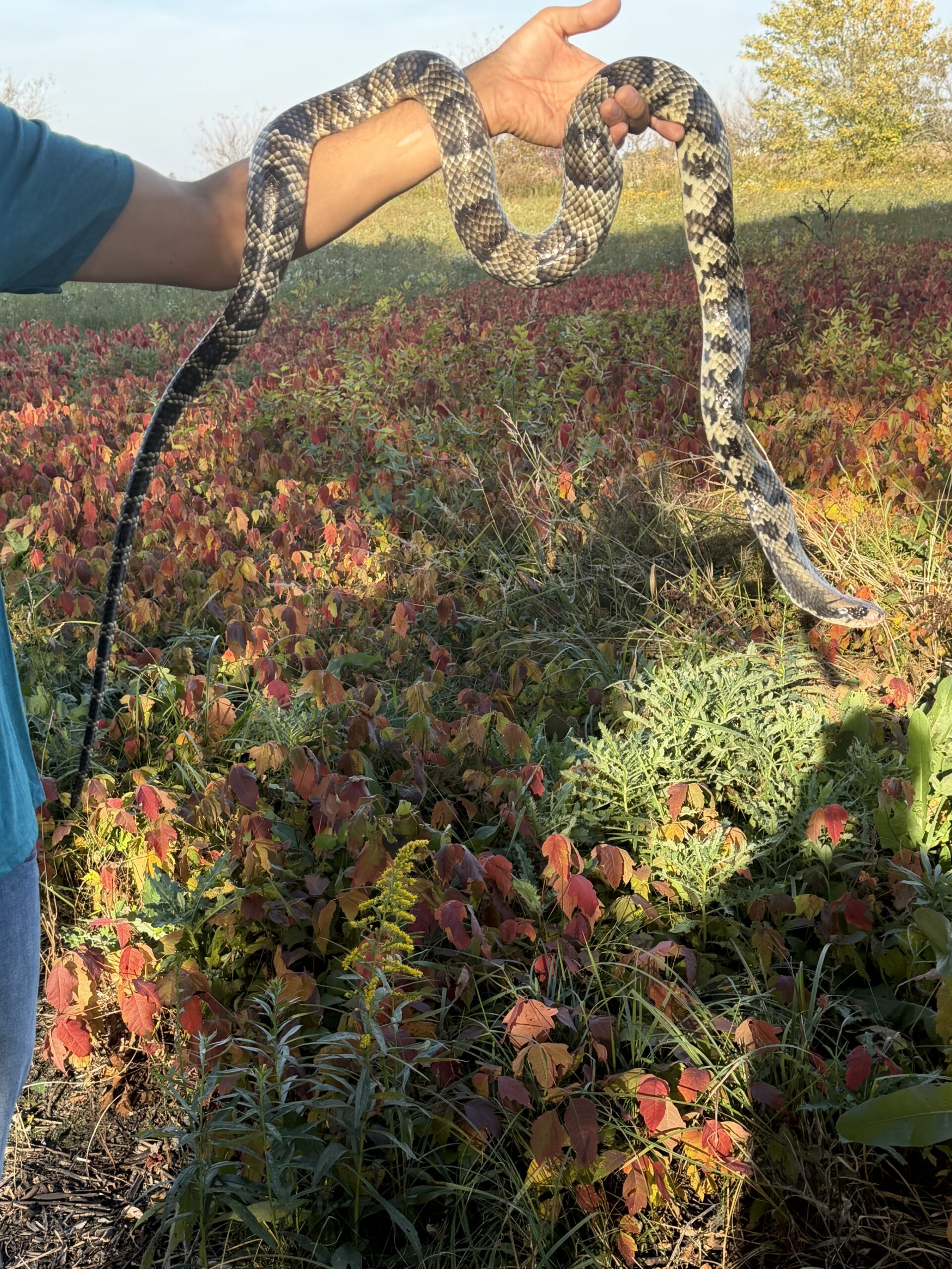 Adult Female Breeder False Water Cobra – Het Lavender, photo 3