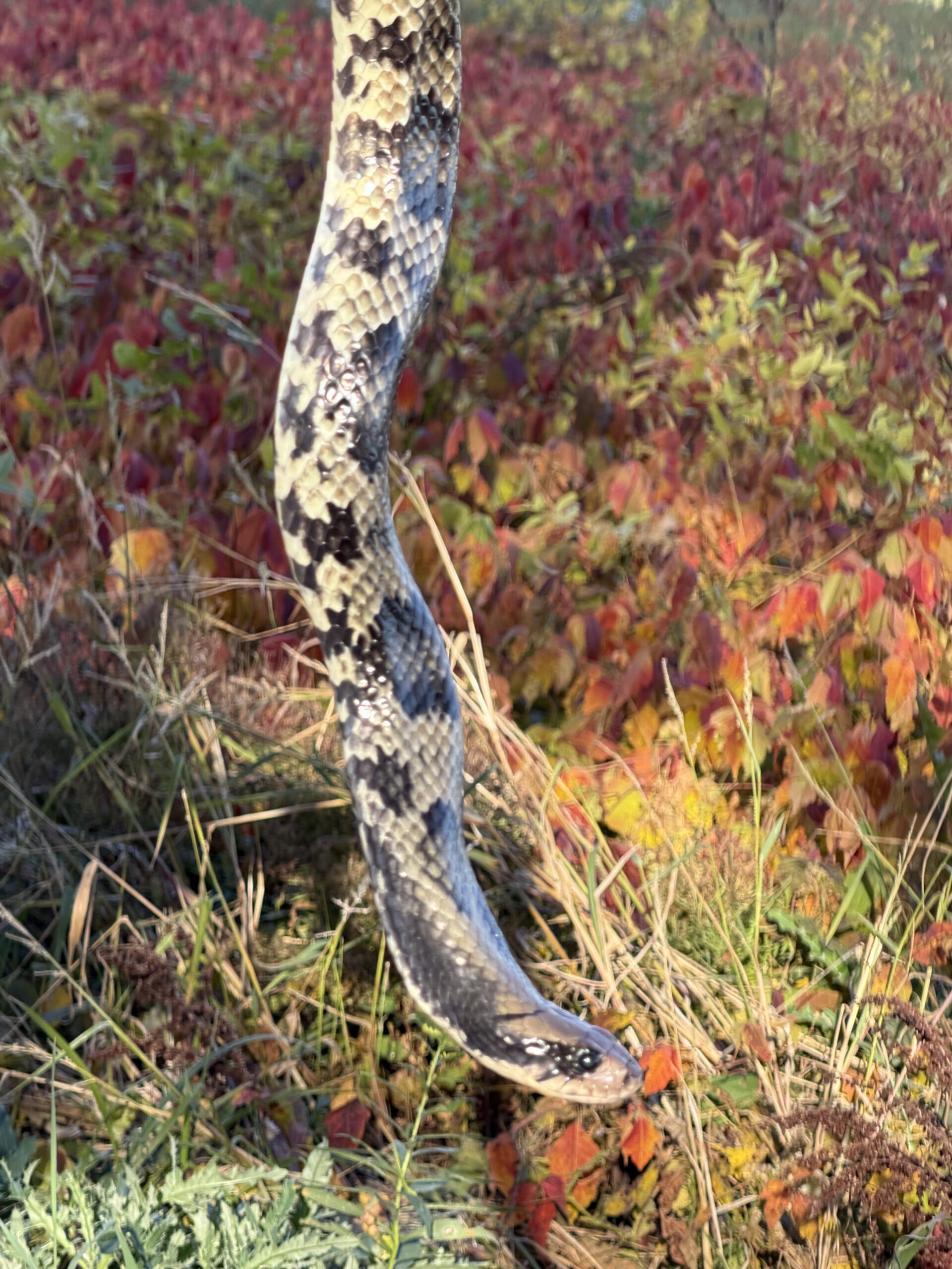 Adult Female Breeder False Water Cobra – Het Lavender, photo 2