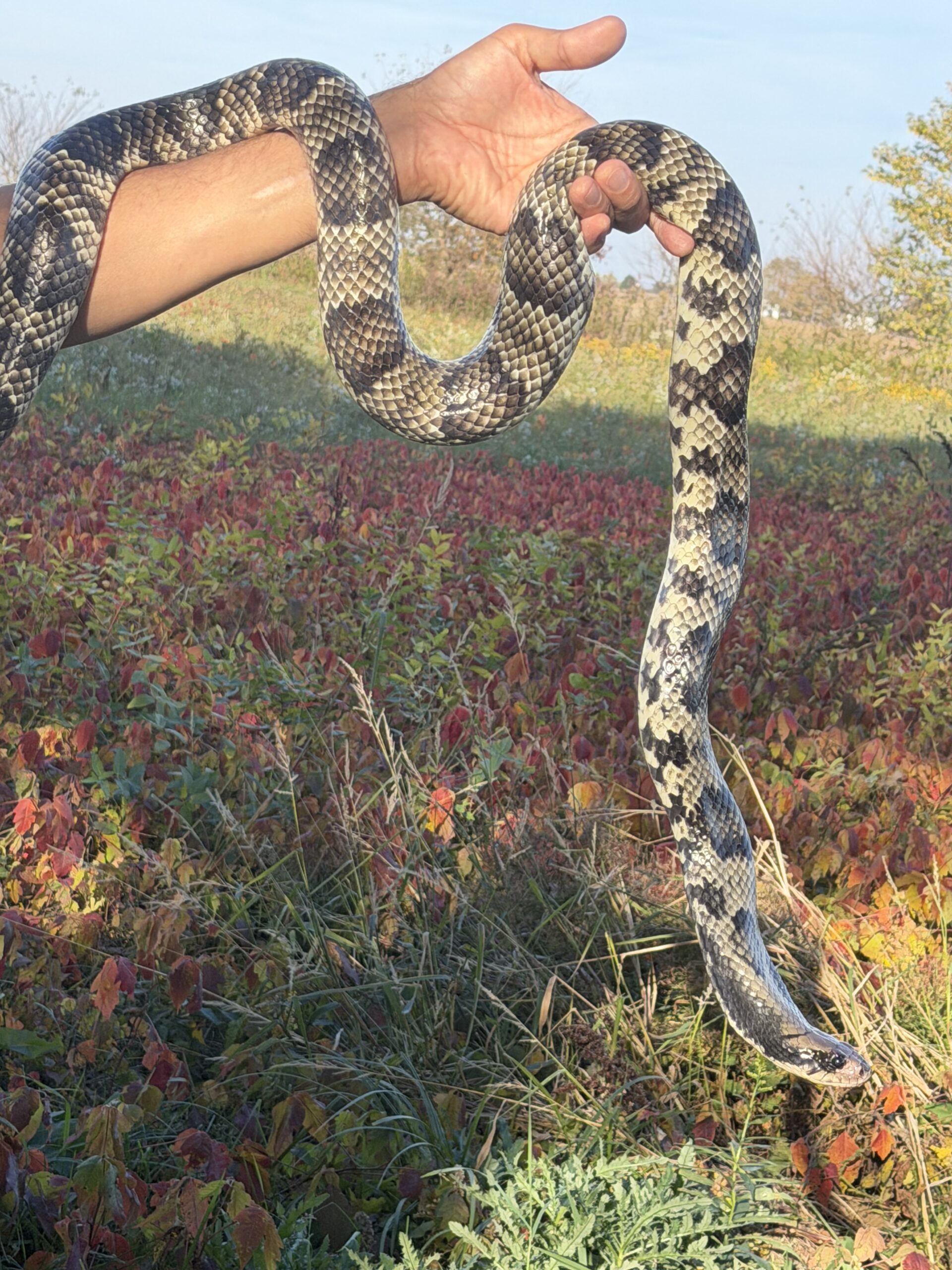 Adult Female Breeder False Water Cobra – Het Lavender, photo 5