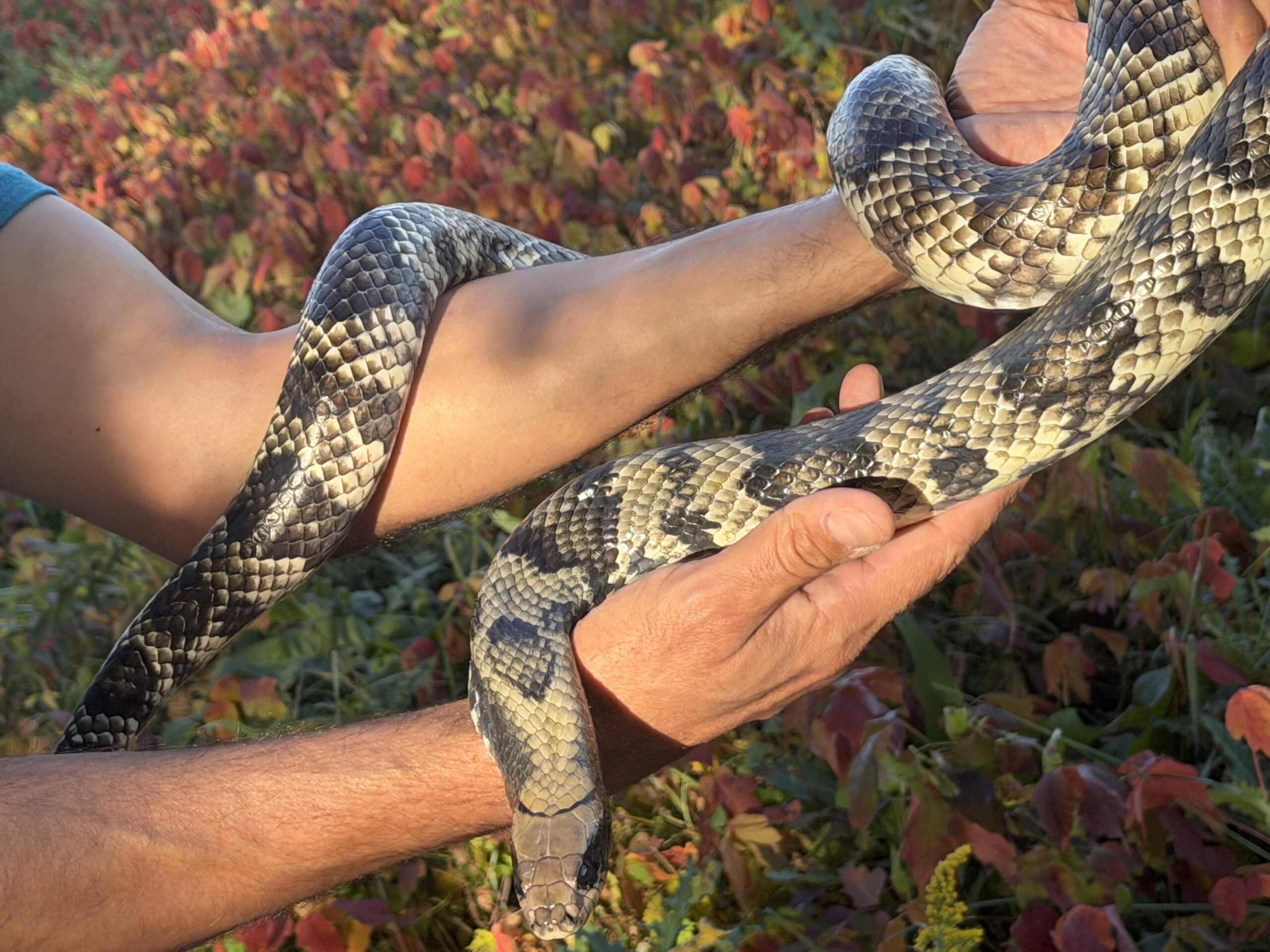 Adult Female Breeder False Water Cobra – Het Lavender, photo 6