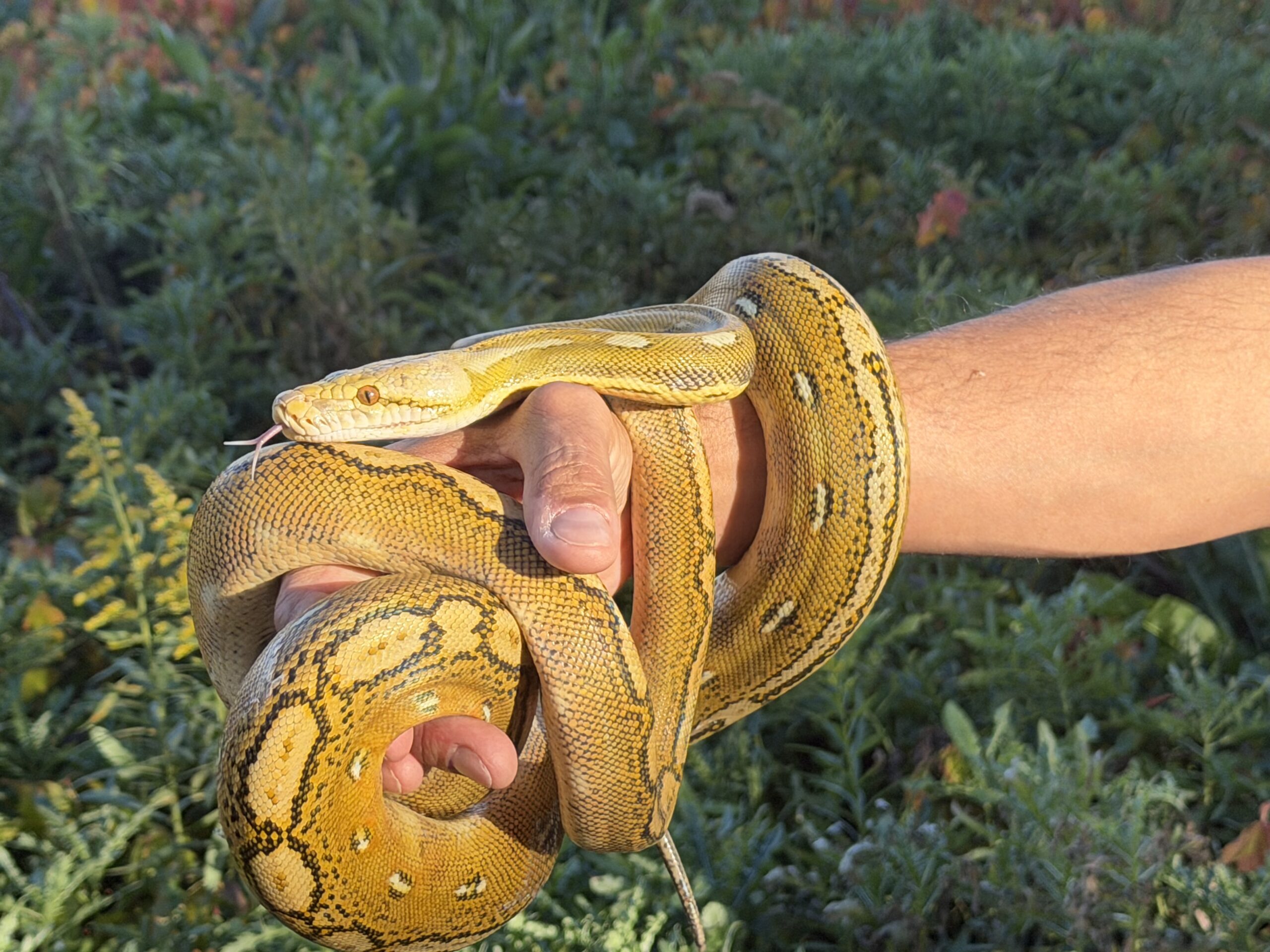Reticulated Python