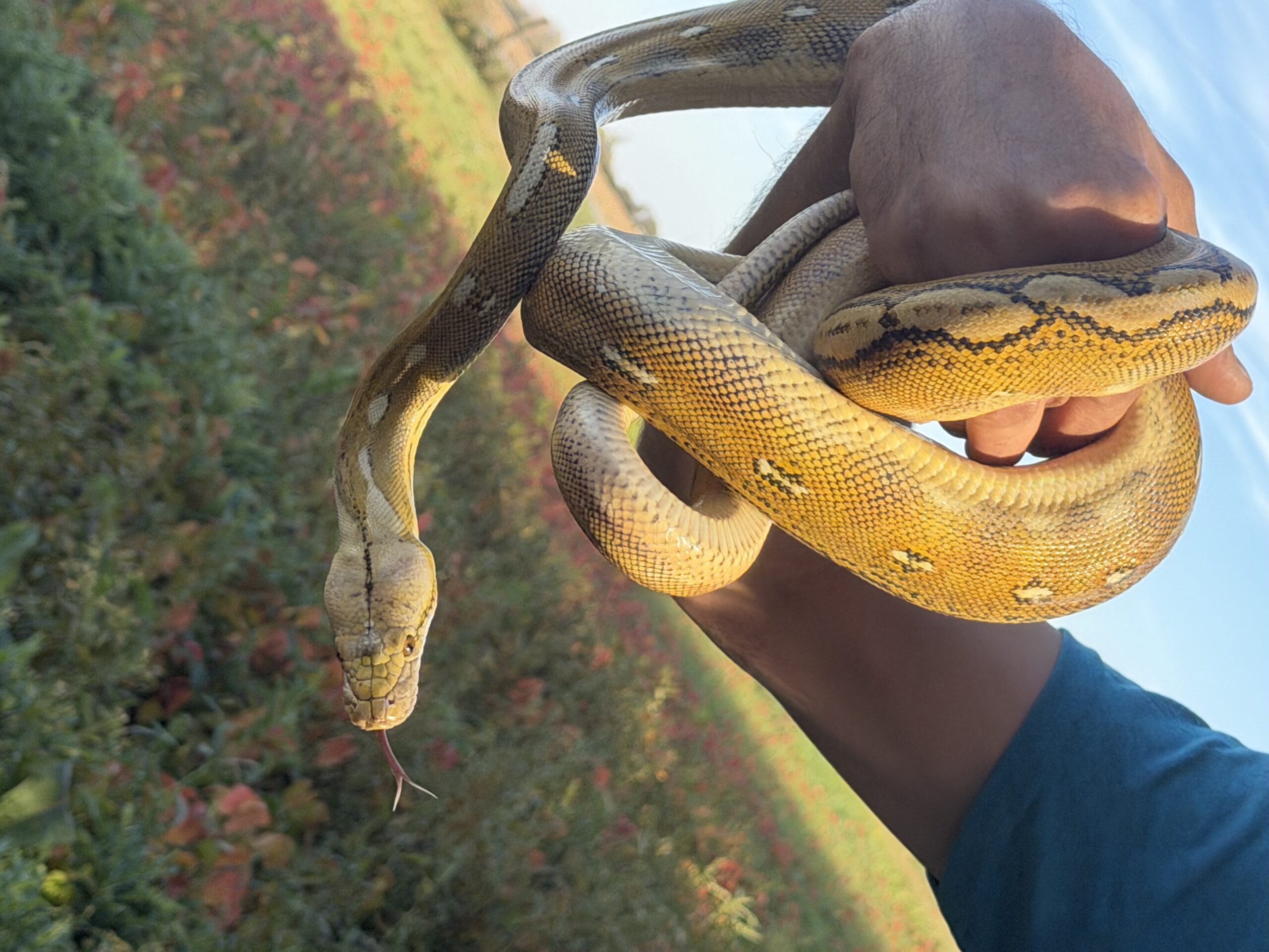 Reticulated Python, photo 6