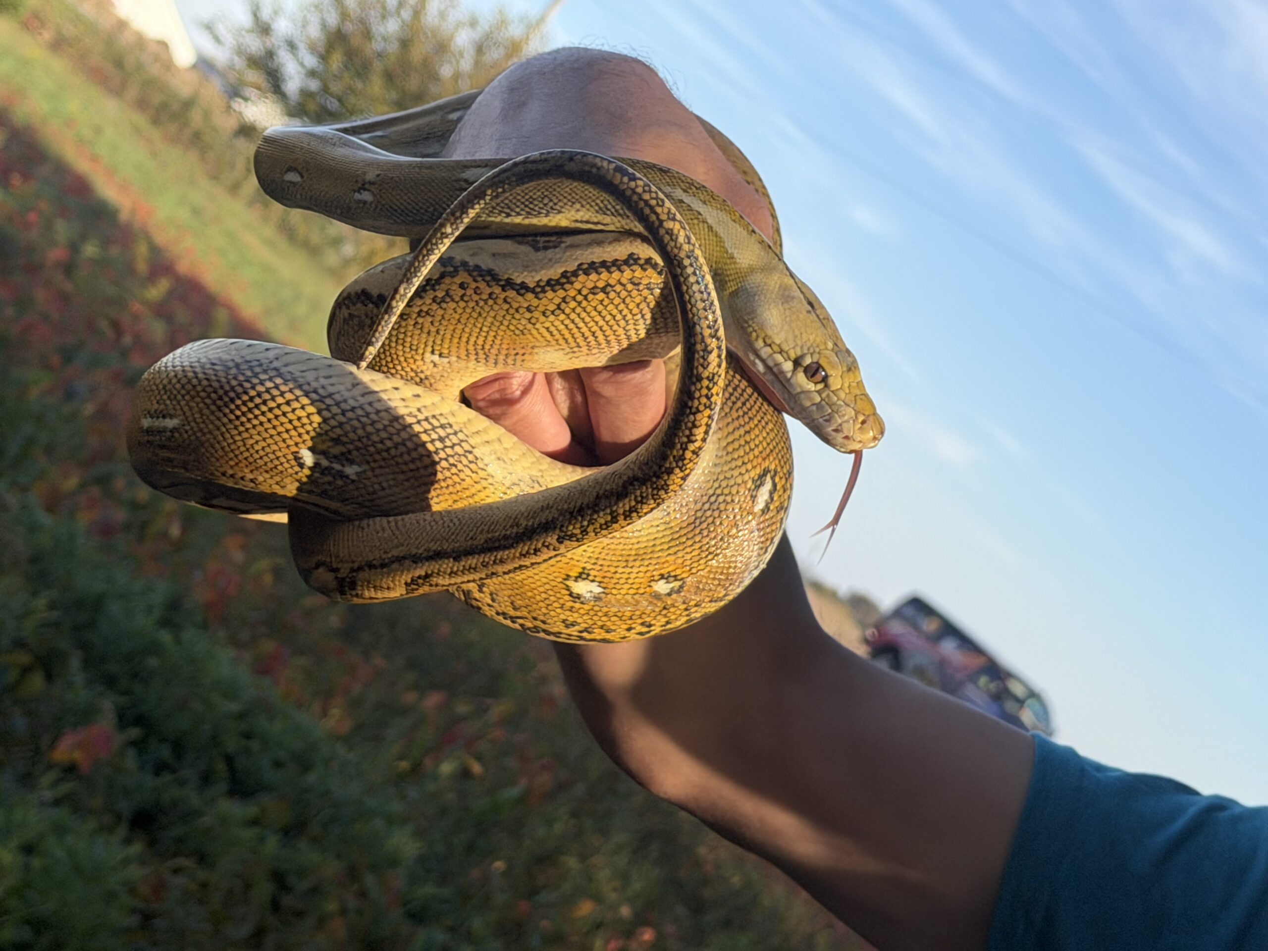 Reticulated Python, photo 4