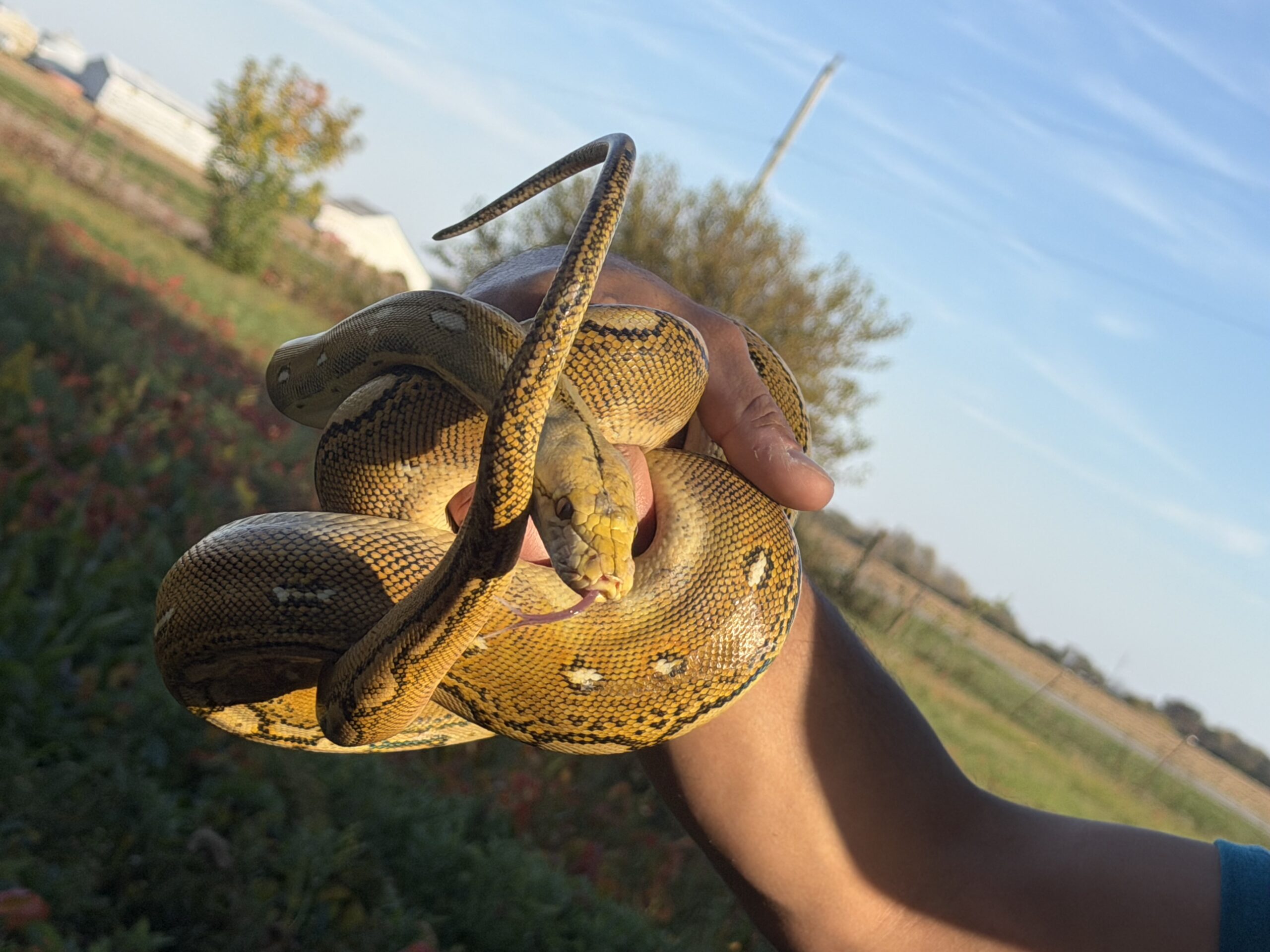 Reticulated Python, photo 5