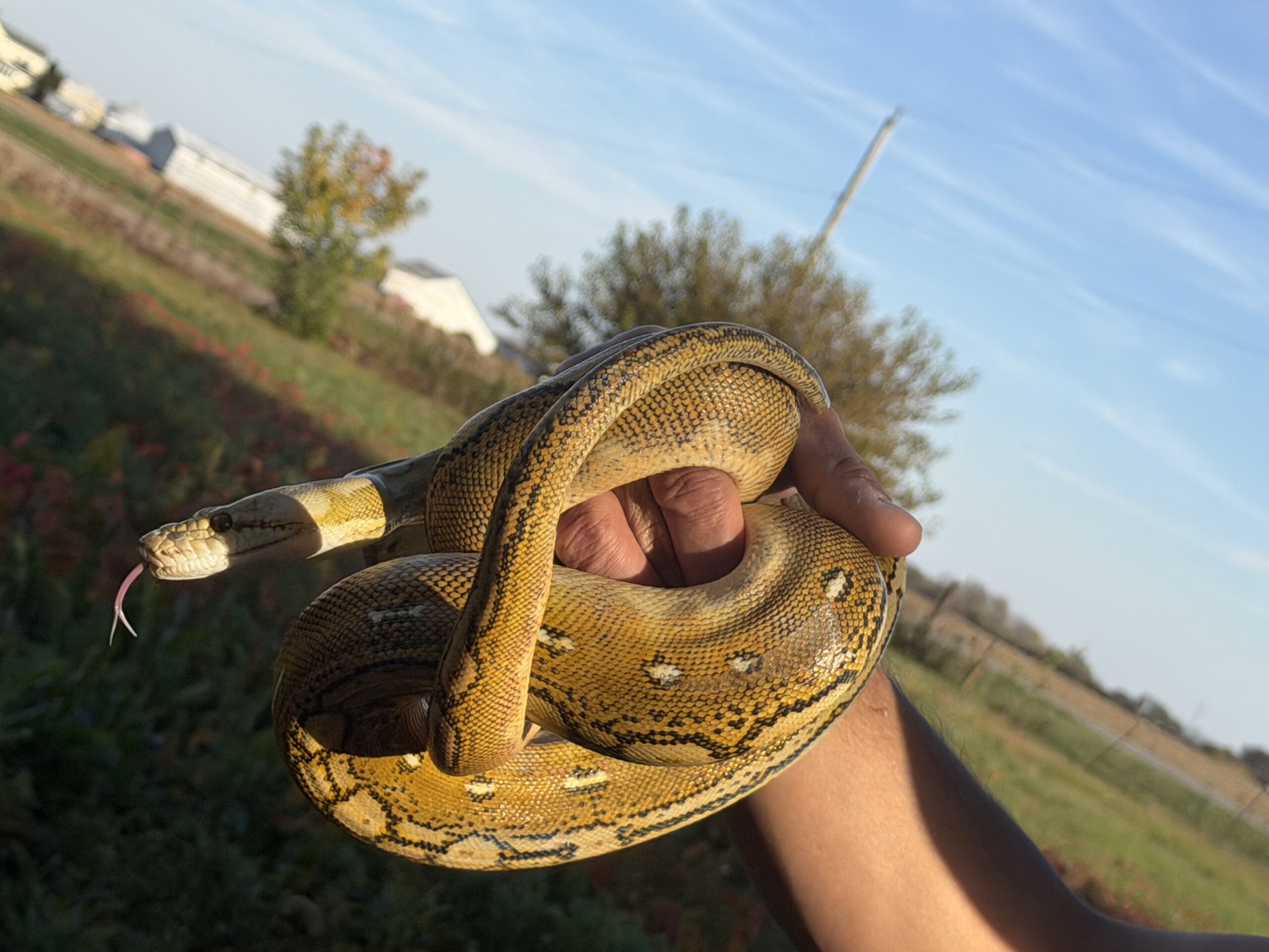 Reticulated Python, photo 3