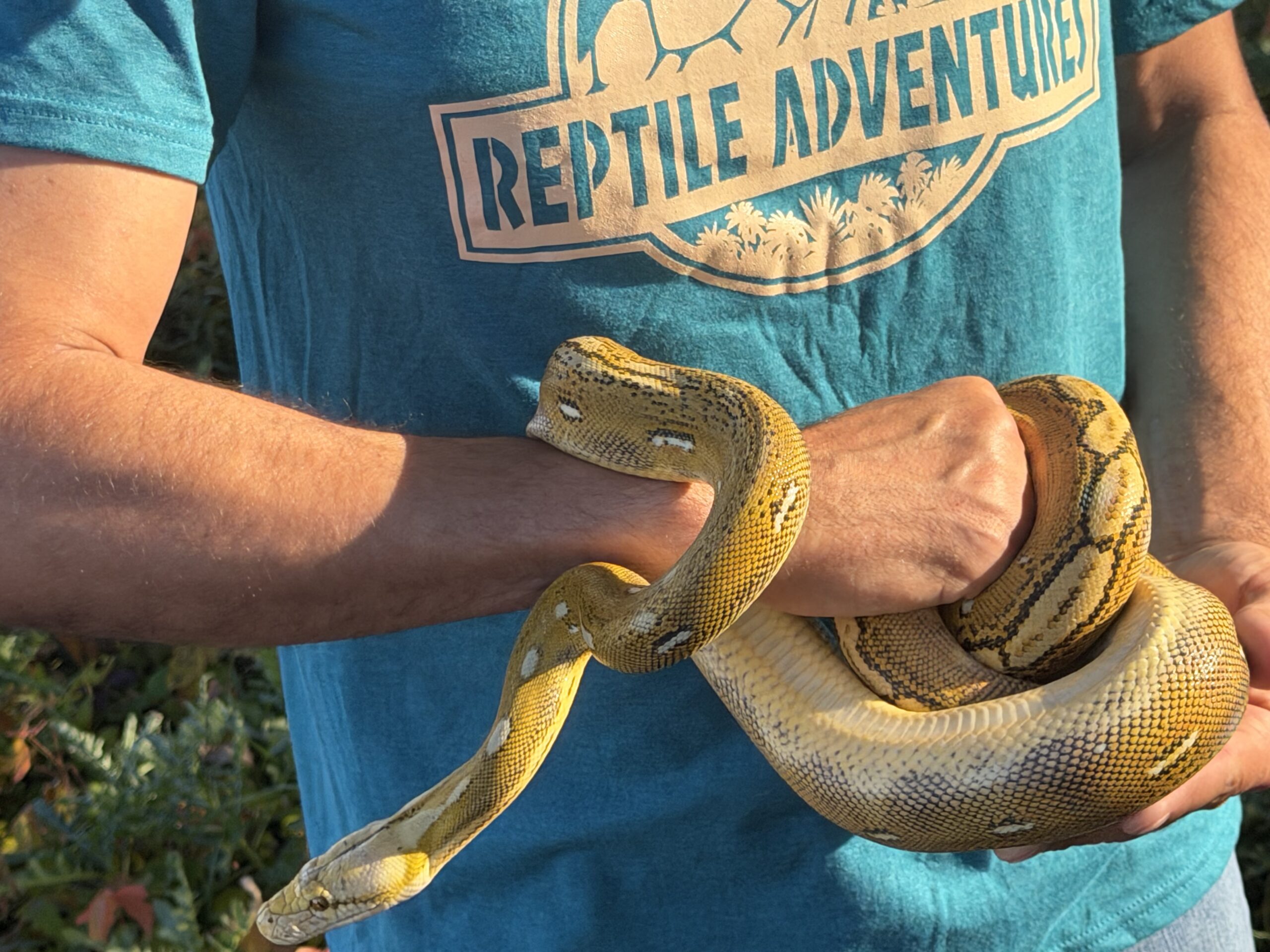 Reticulated Python, photo 2