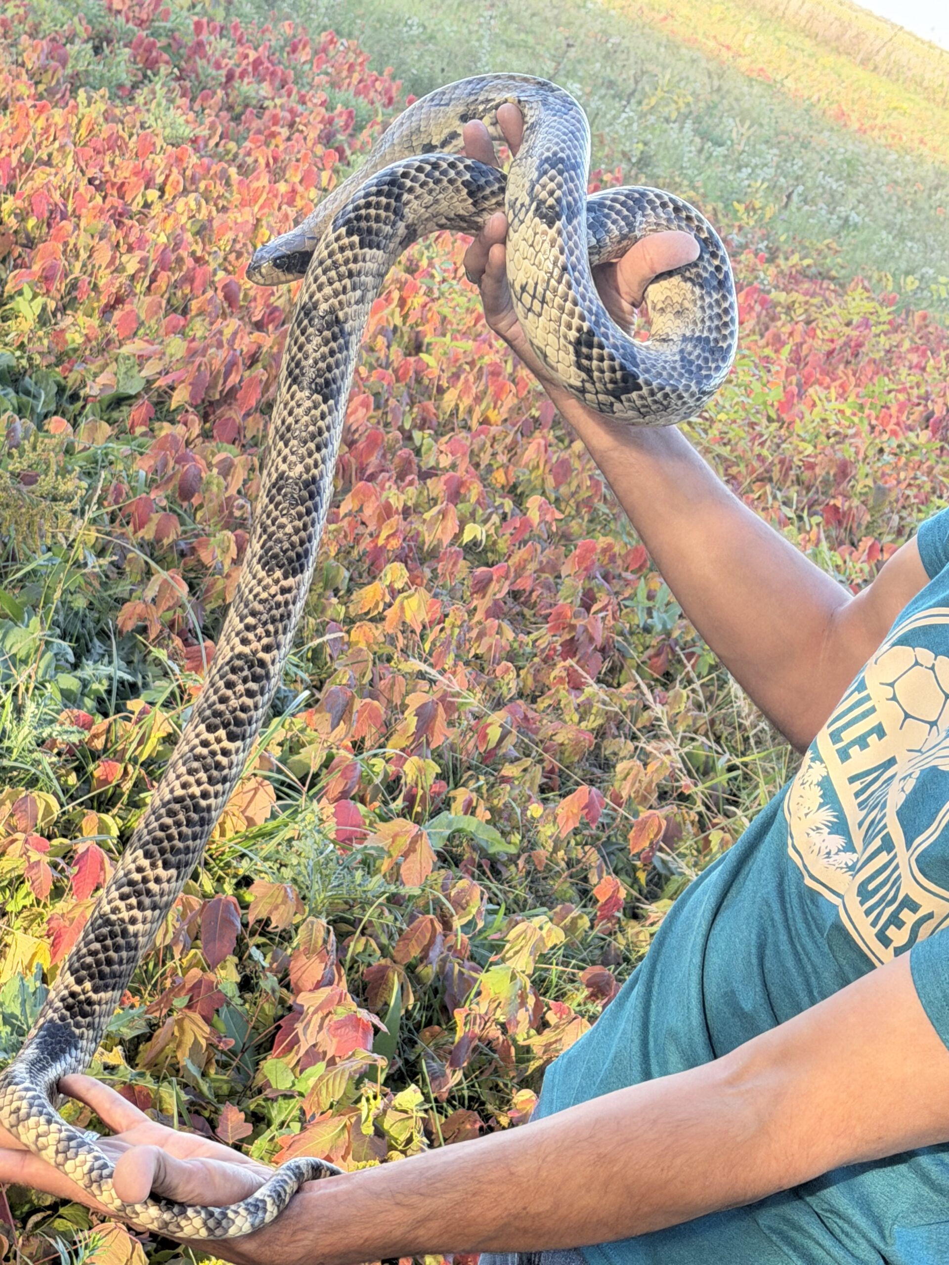 Adult Female False Water Cobra – HUGE
