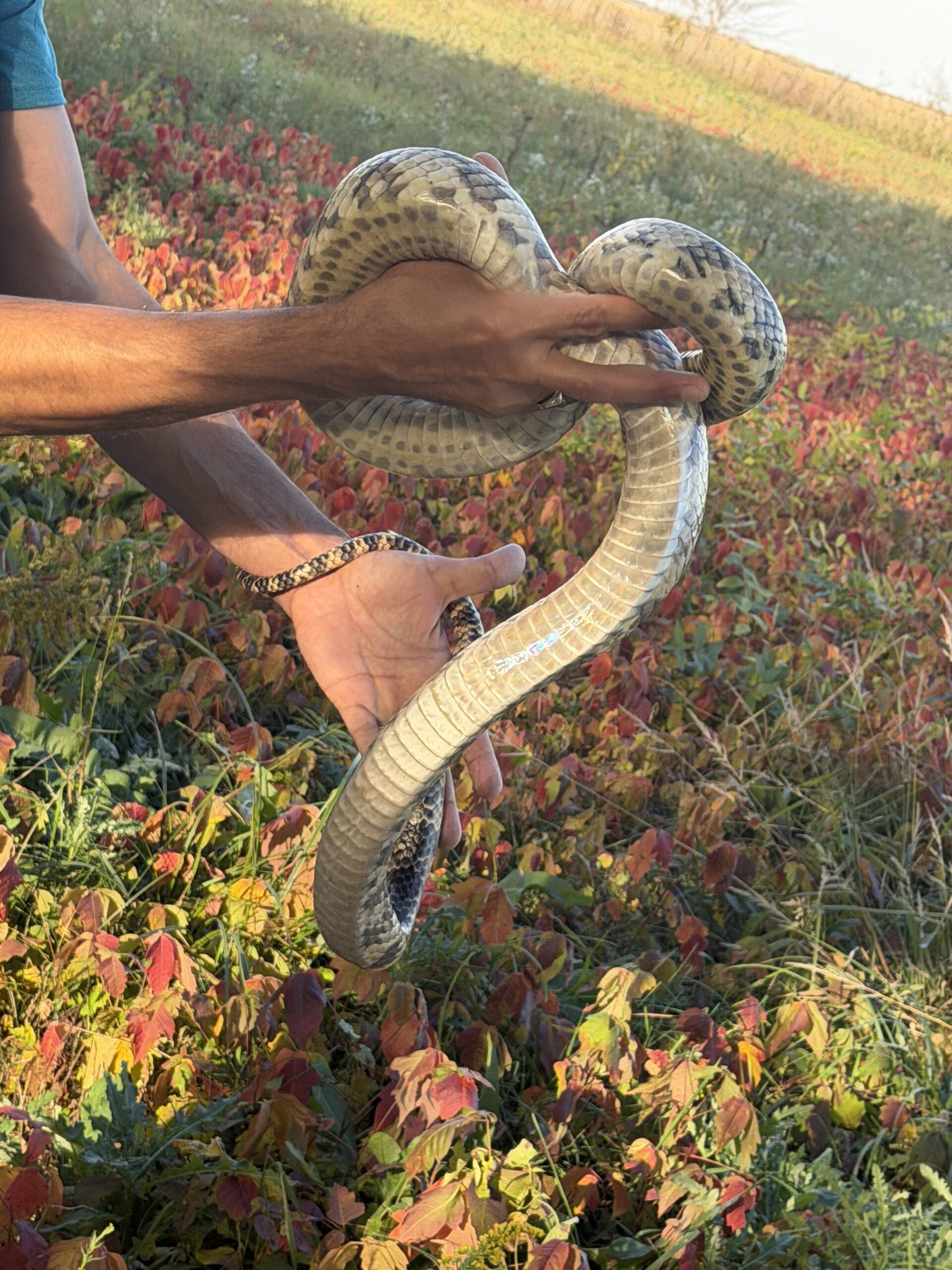 Adult Female False Water Cobra – HUGE, photo 6