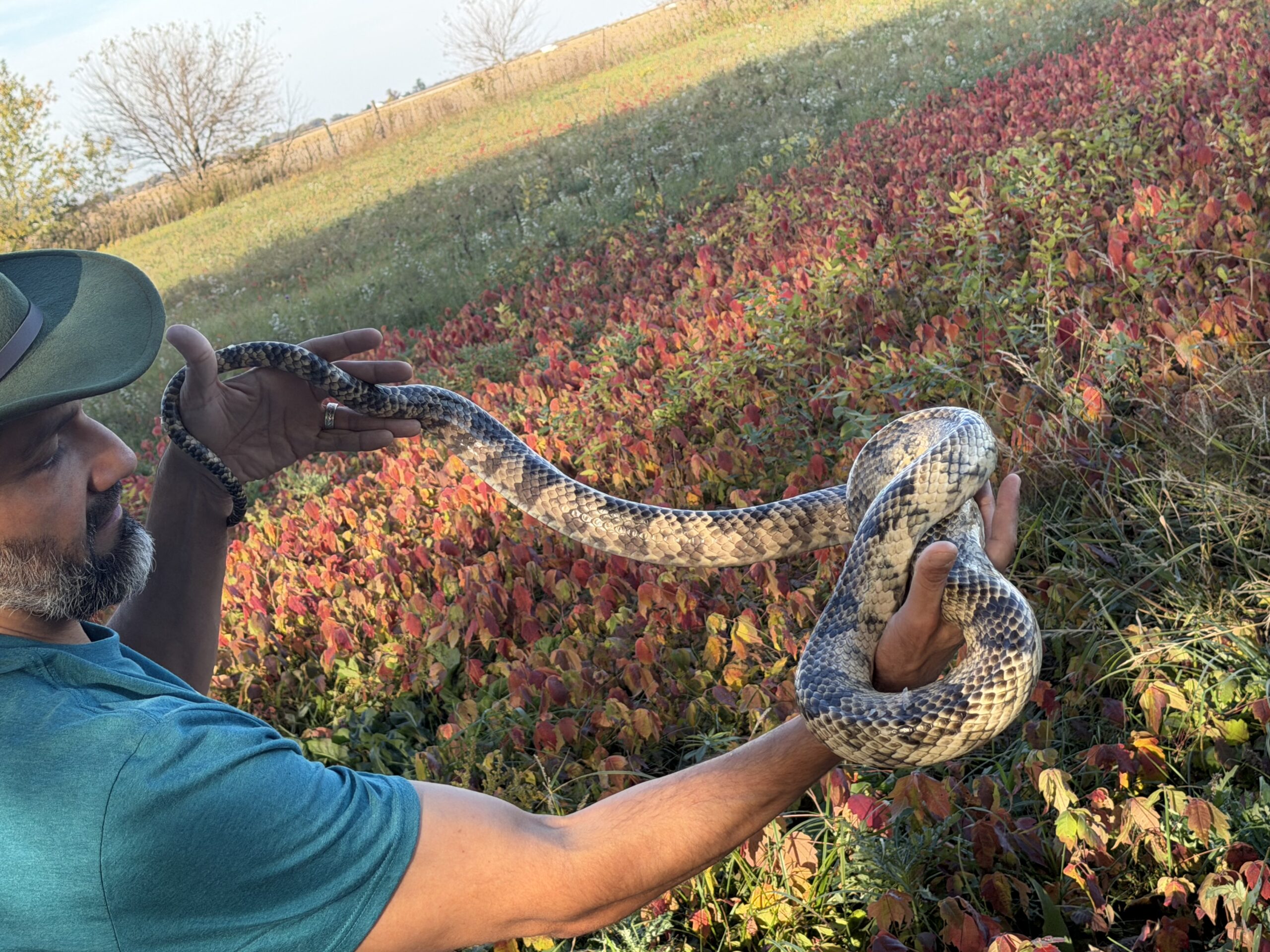 Adult Female False Water Cobra – HUGE, photo 5