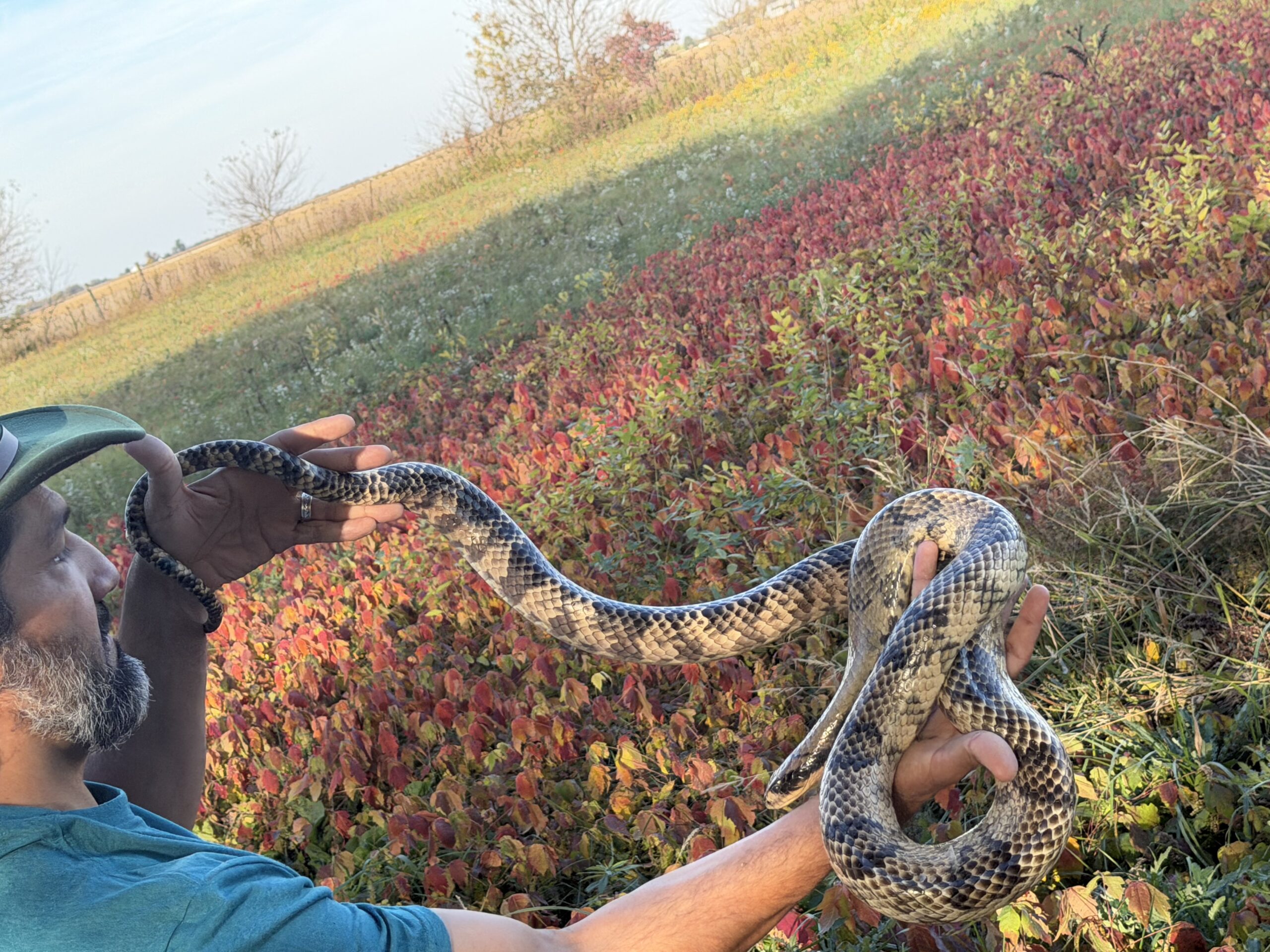 Adult Female False Water Cobra – HUGE, photo 4