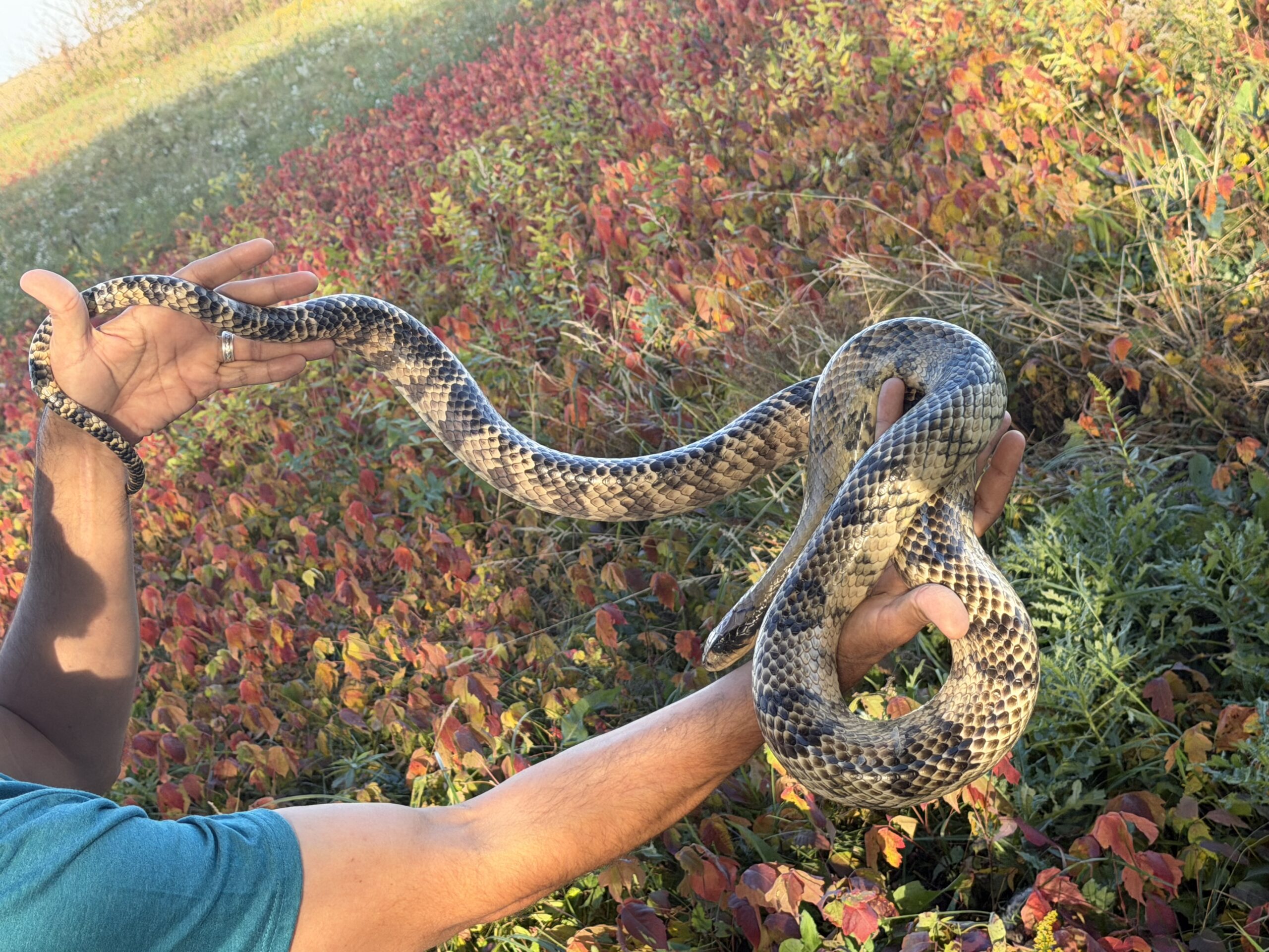 Adult Female False Water Cobra – HUGE, photo 3