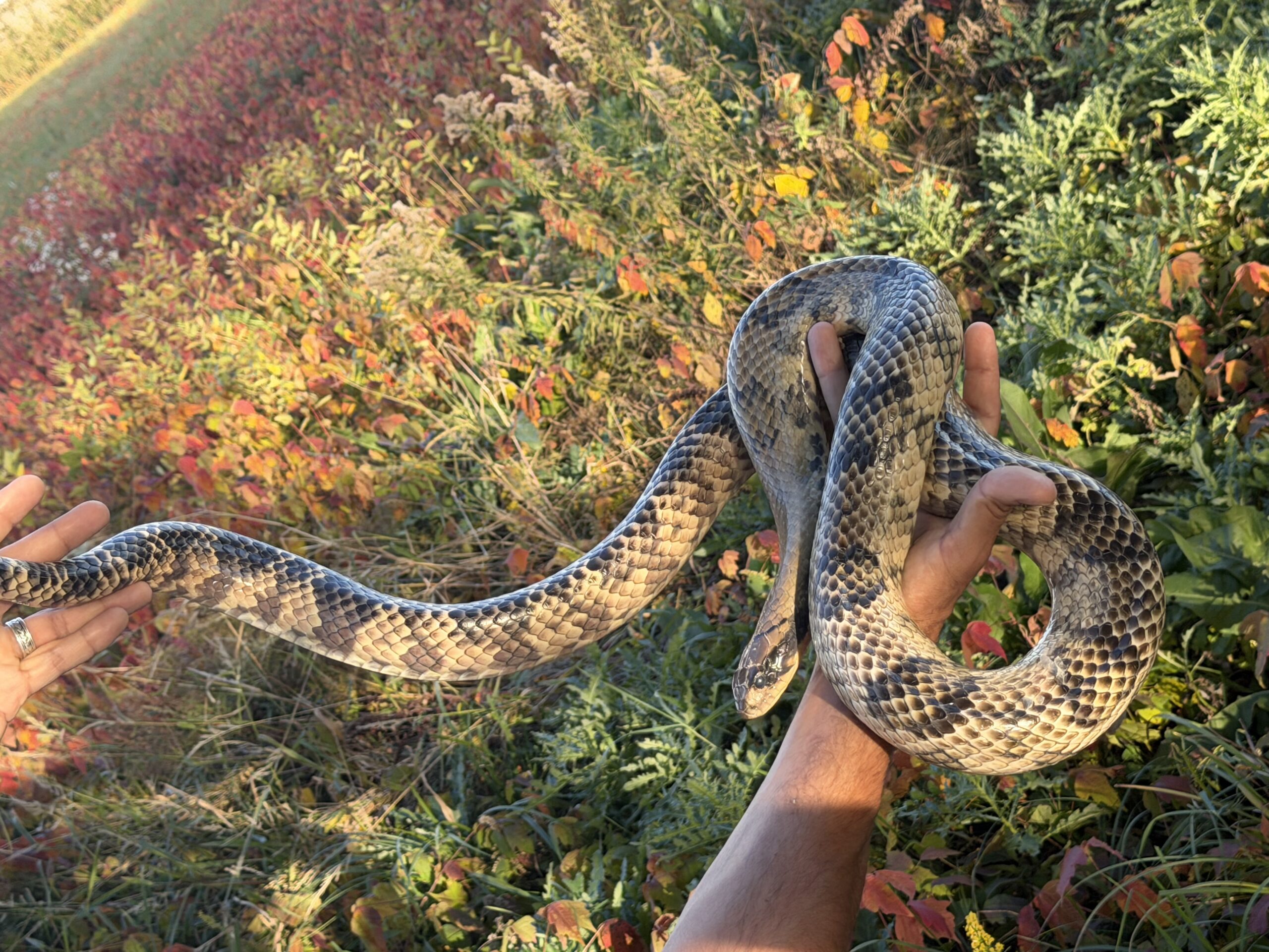Adult Female False Water Cobra – HUGE, photo 2