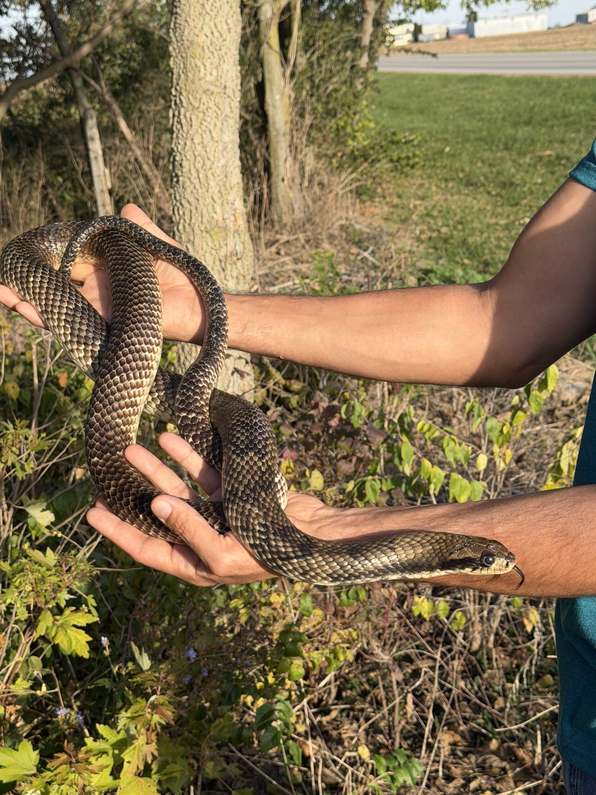 Adult Male False Water Cobra – Het Lavender, photo 6