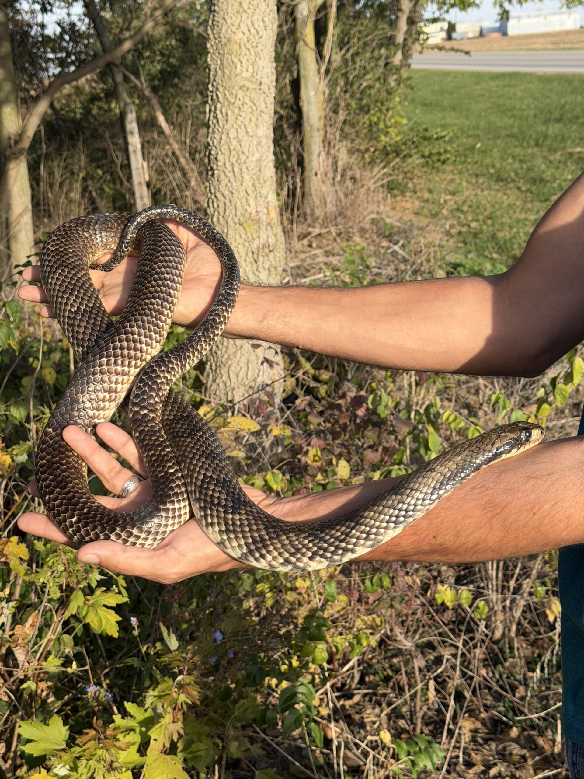 Adult Male False Water Cobra – Het Lavender, photo 5