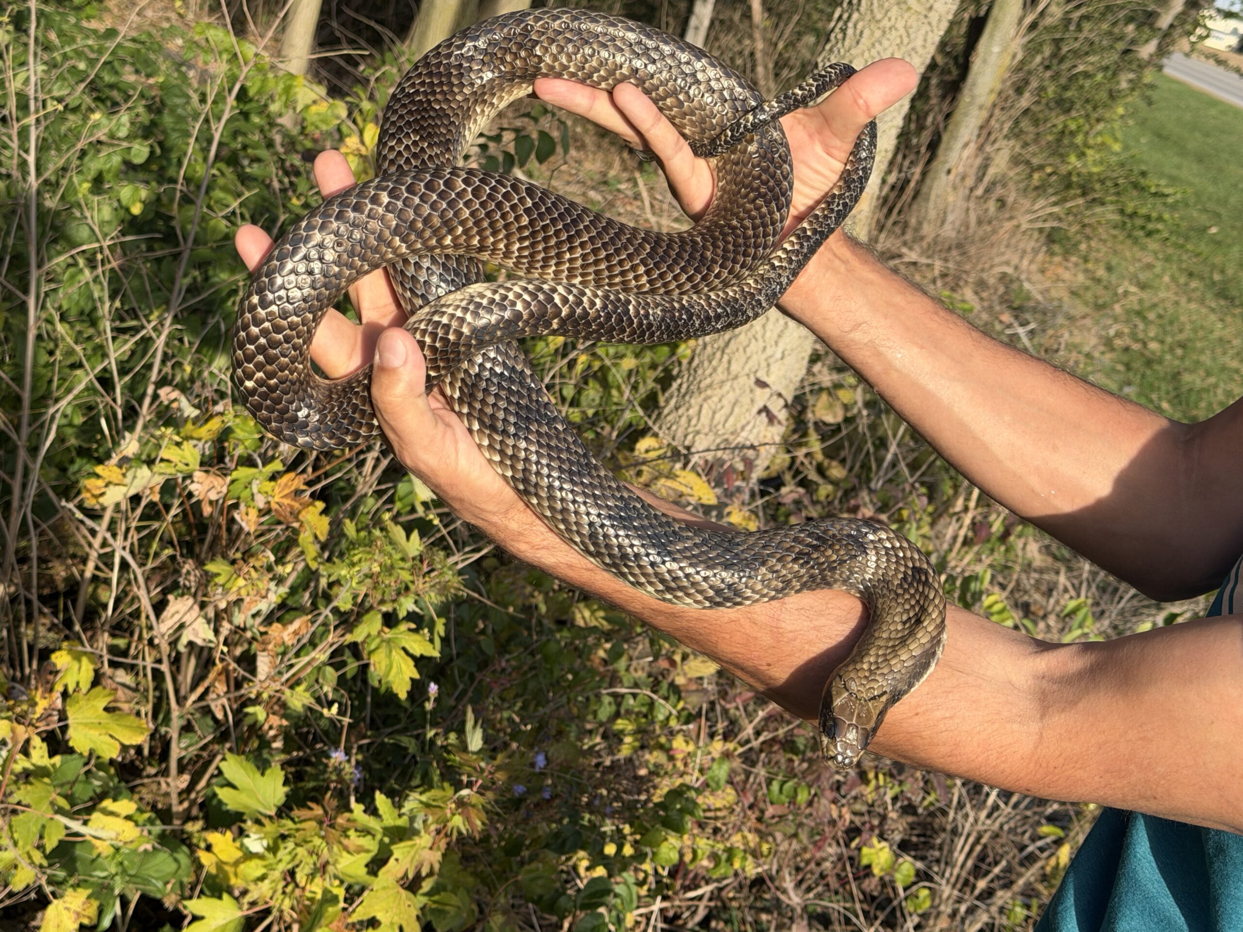 Adult Male False Water Cobra – Het Lavender, photo 4