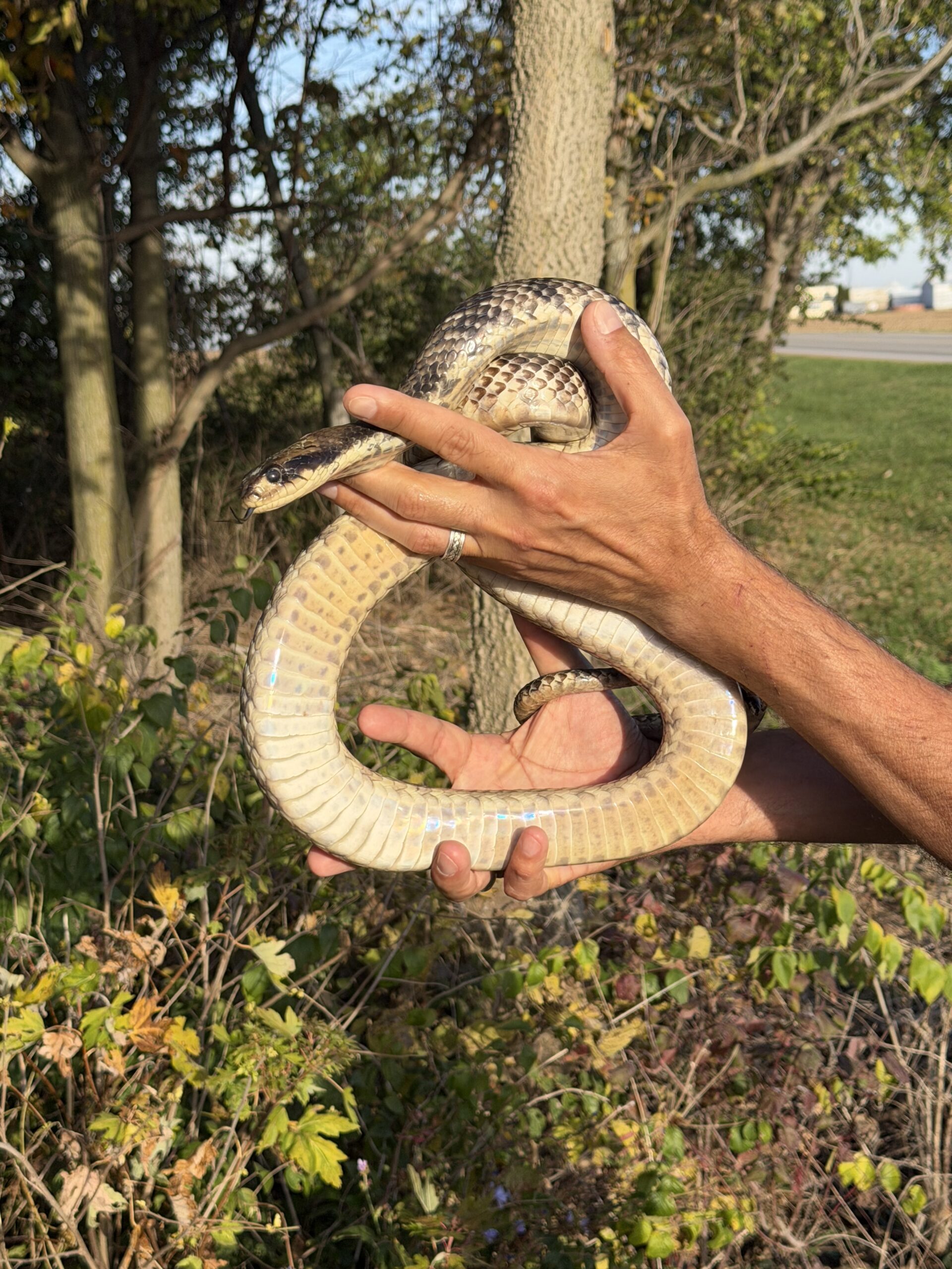 Adult Male False Water Cobra – Het Lavender, photo 3