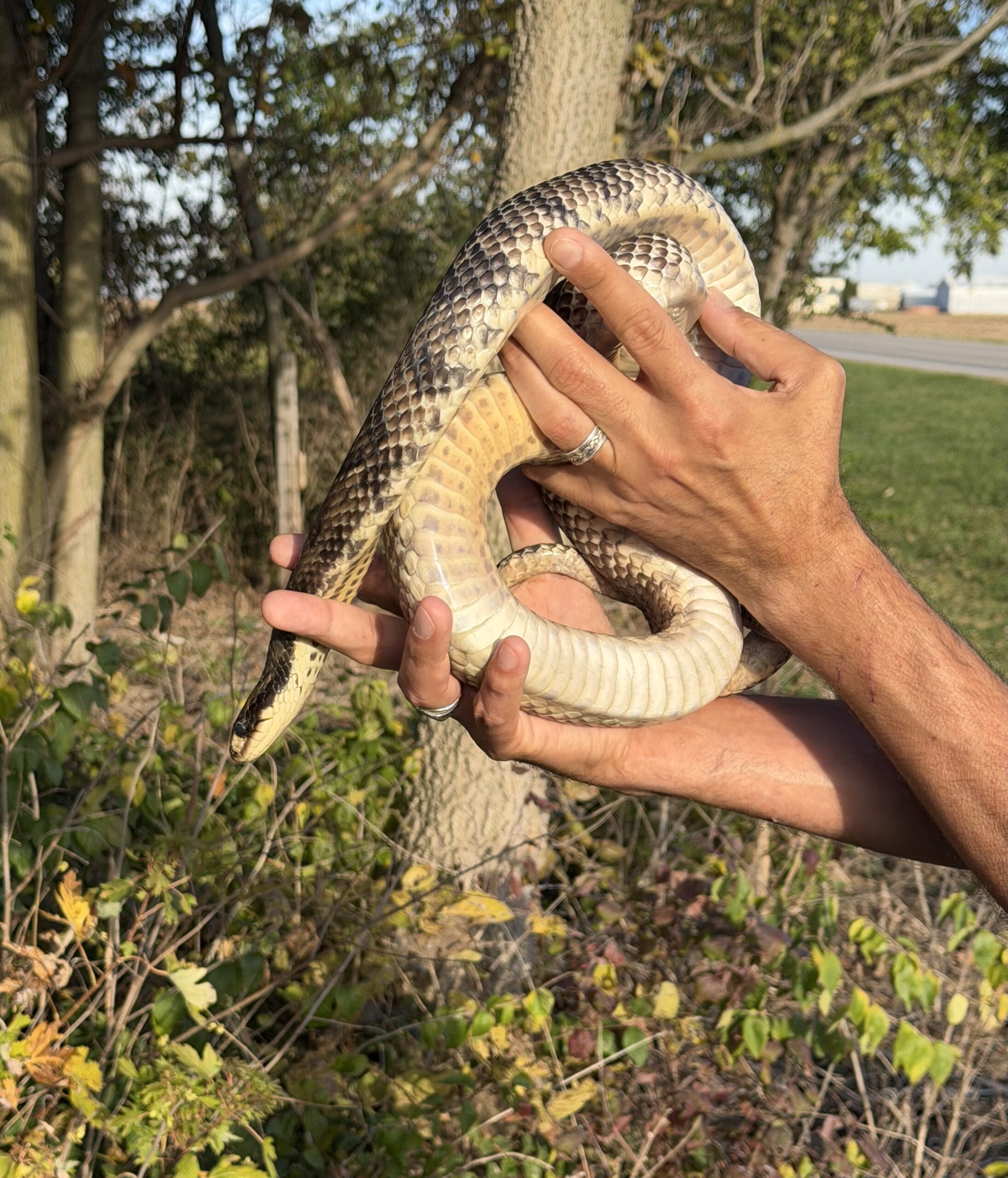 Adult Male False Water Cobra – Het Lavender, photo 2